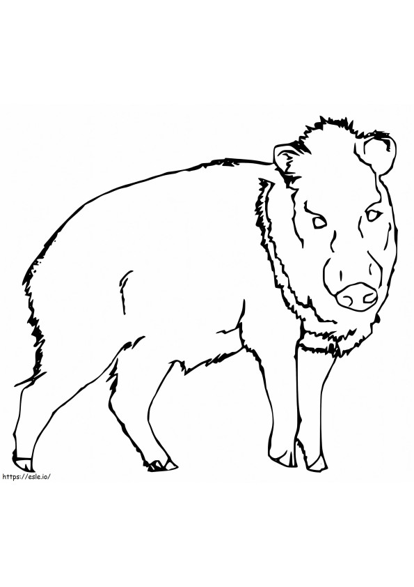 Free Printable Peccary coloring page