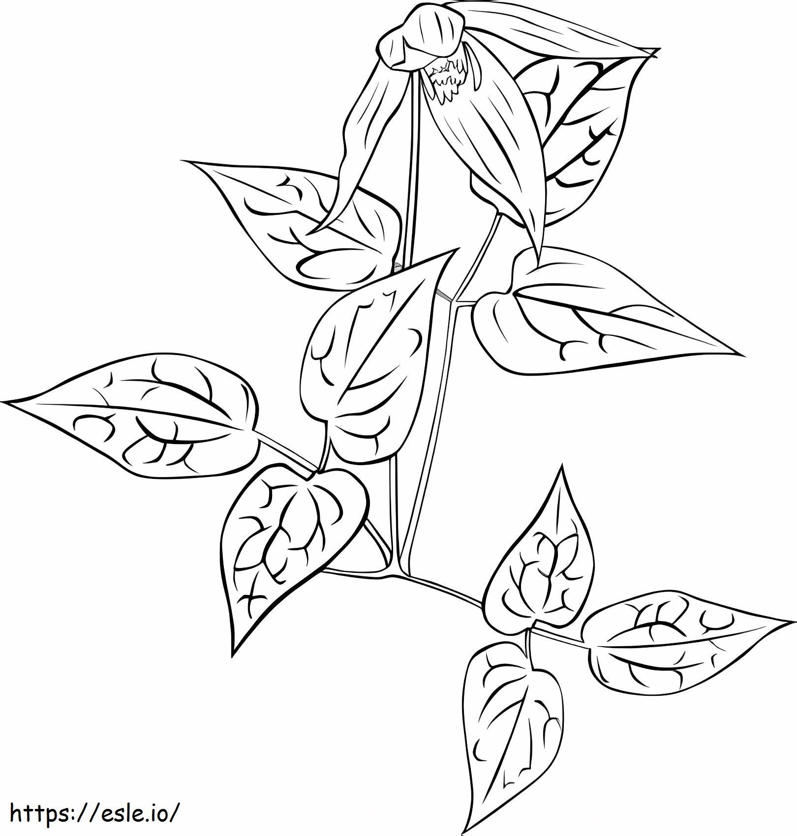 Clematis Stunning coloring page