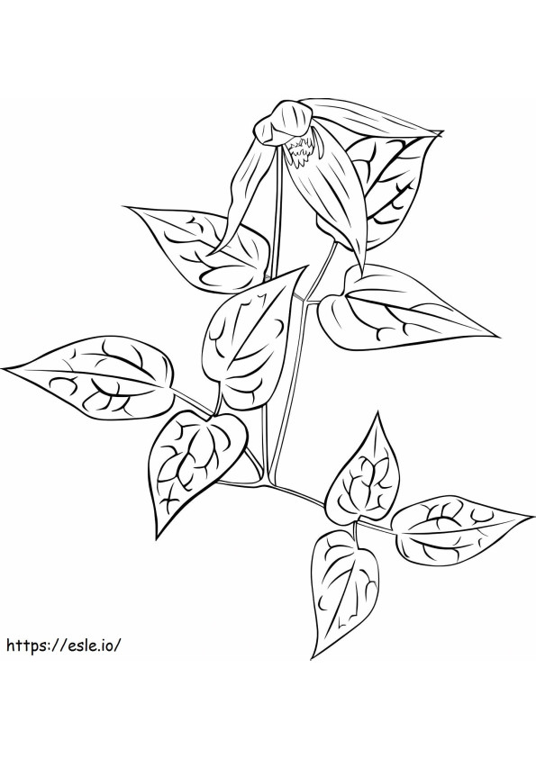 Clematis Stunning coloring page