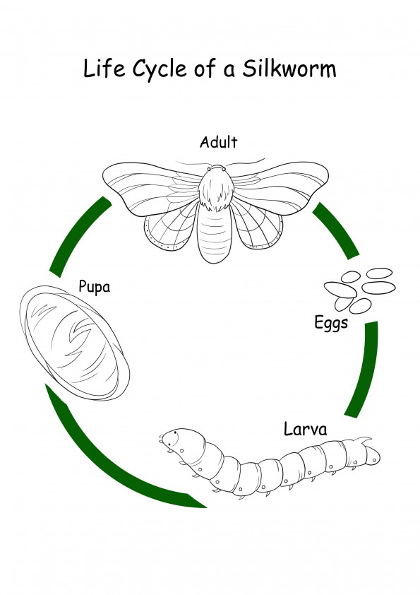 Lifecycle of a silkworm coloring and free-to-print image