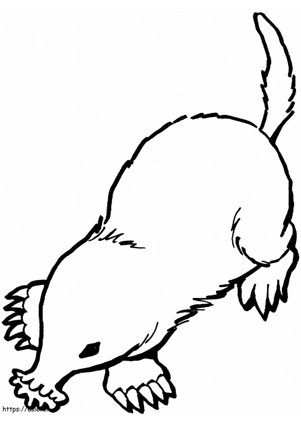 Star Nosed Mole coloring page
