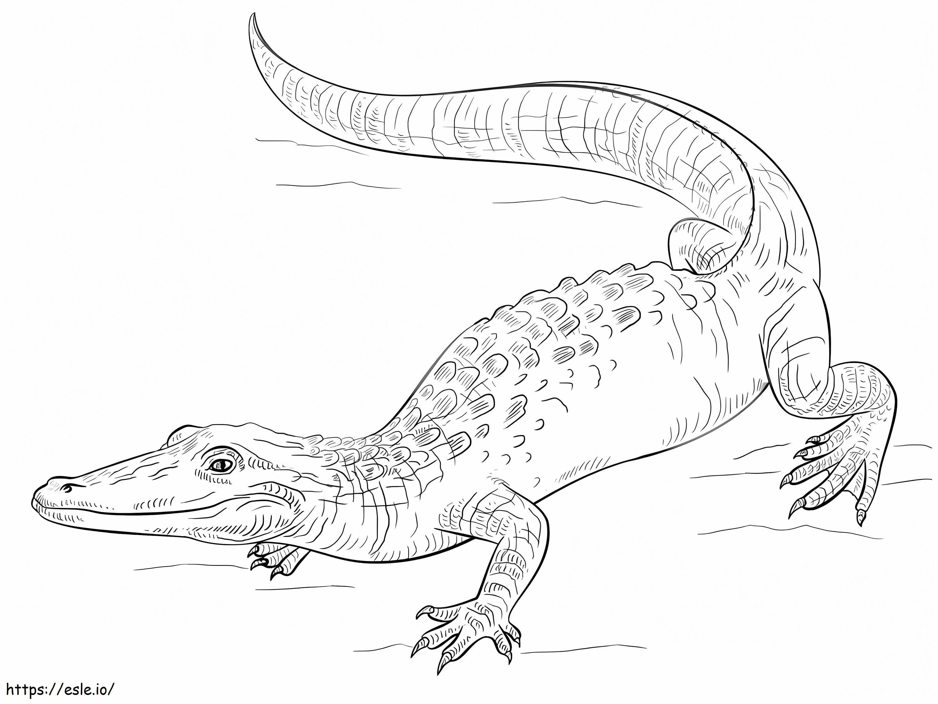 Coloriage Alligator imprimable à imprimer dessin