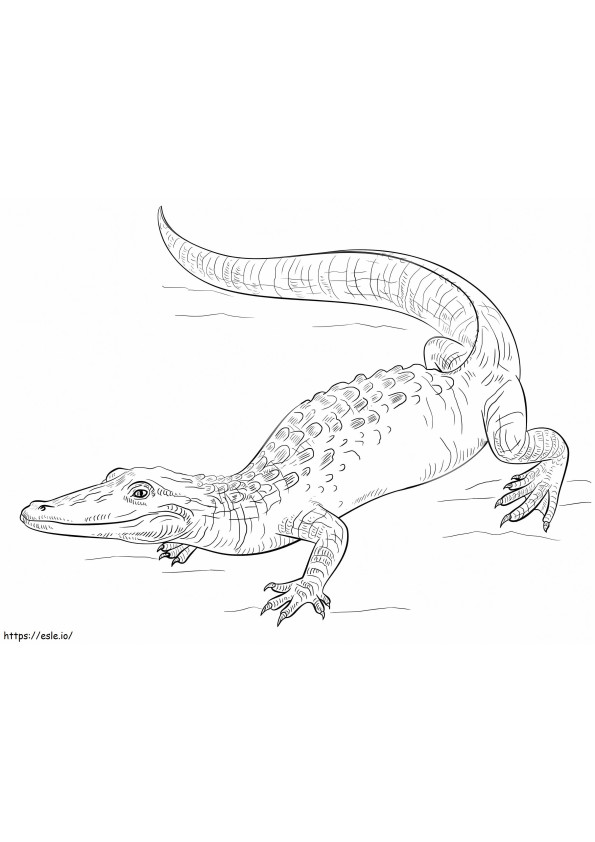 Coloriage Alligator imprimable à imprimer dessin