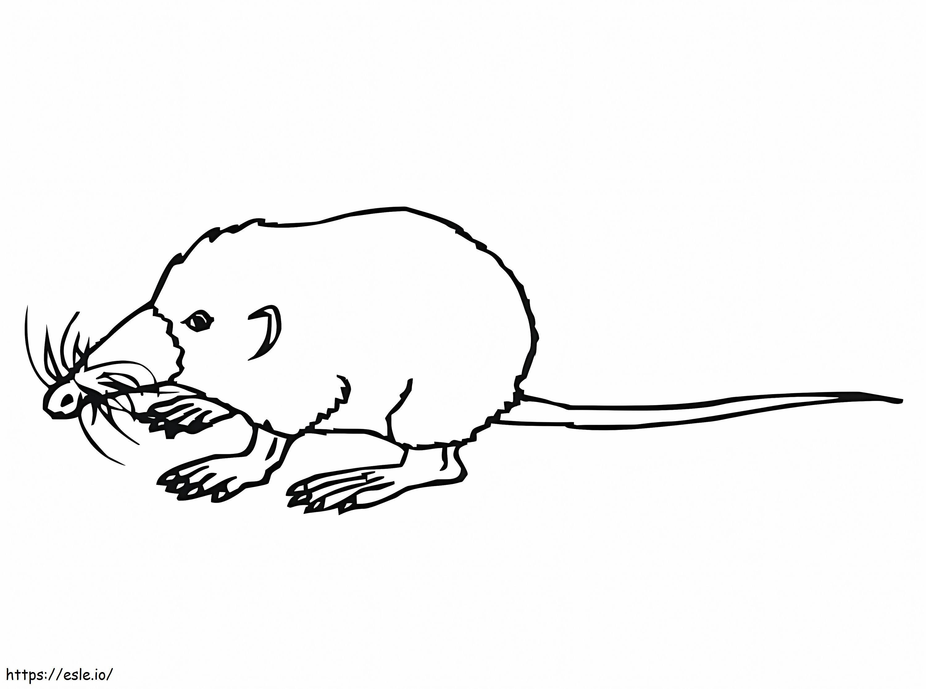 Cute Shrew coloring page