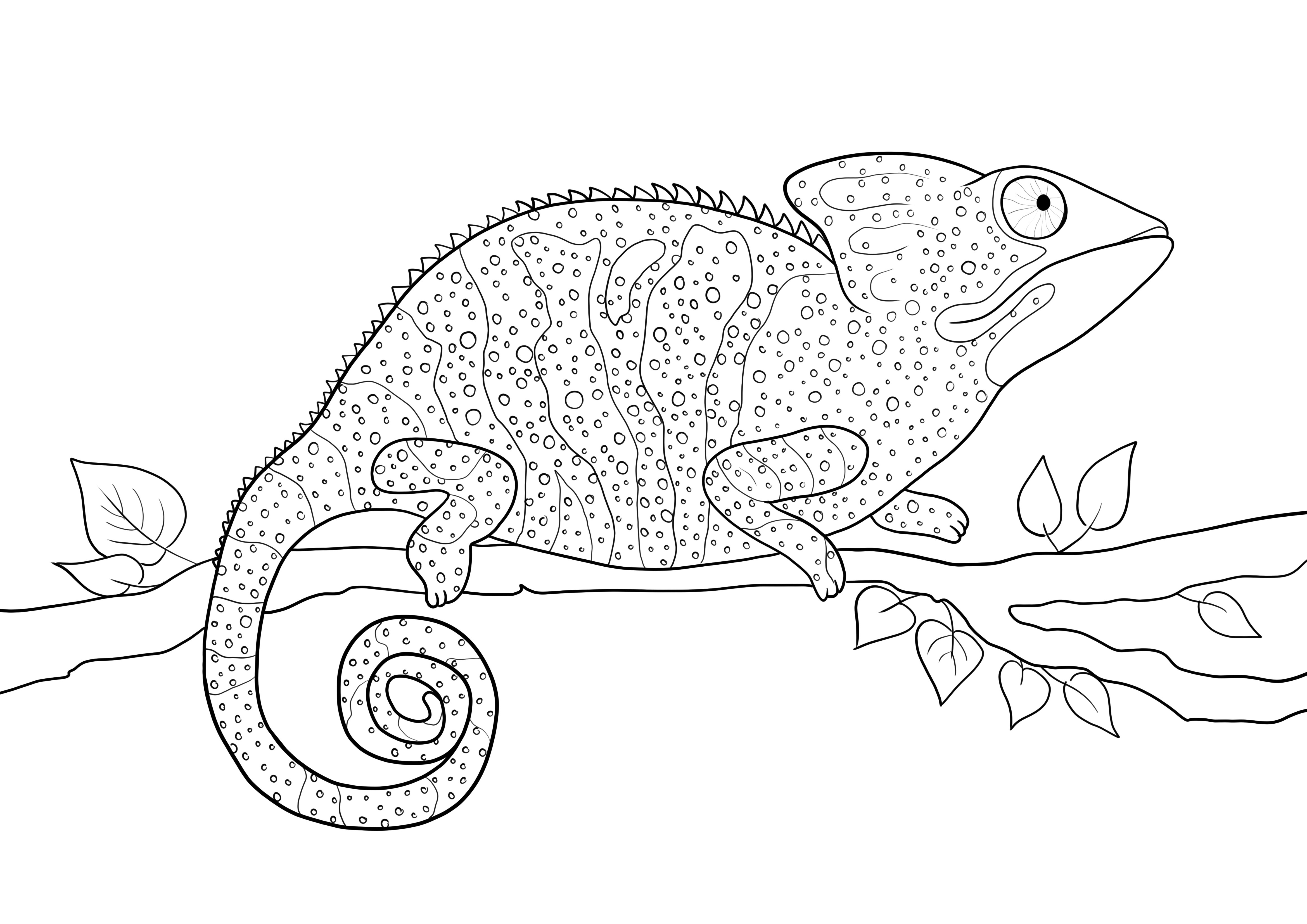 Chameleon to color and to print for free