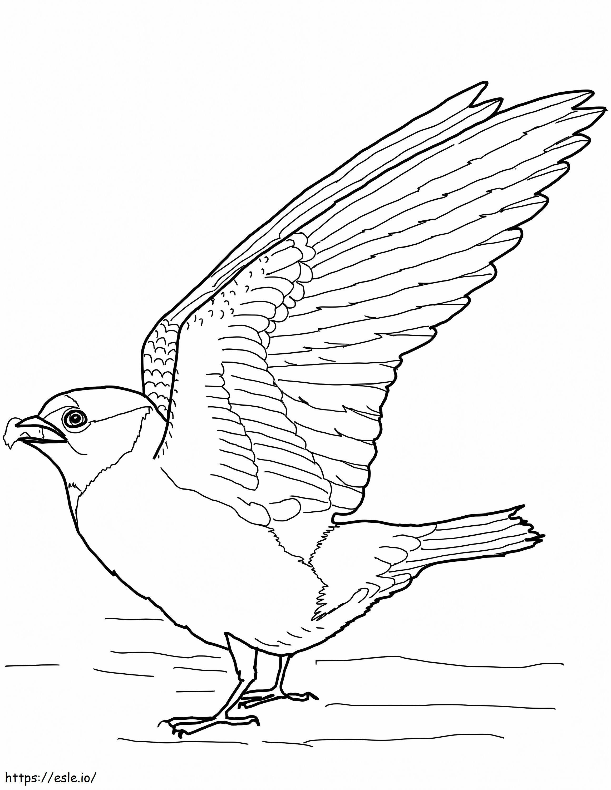 Cliff Swallow 1 coloring page