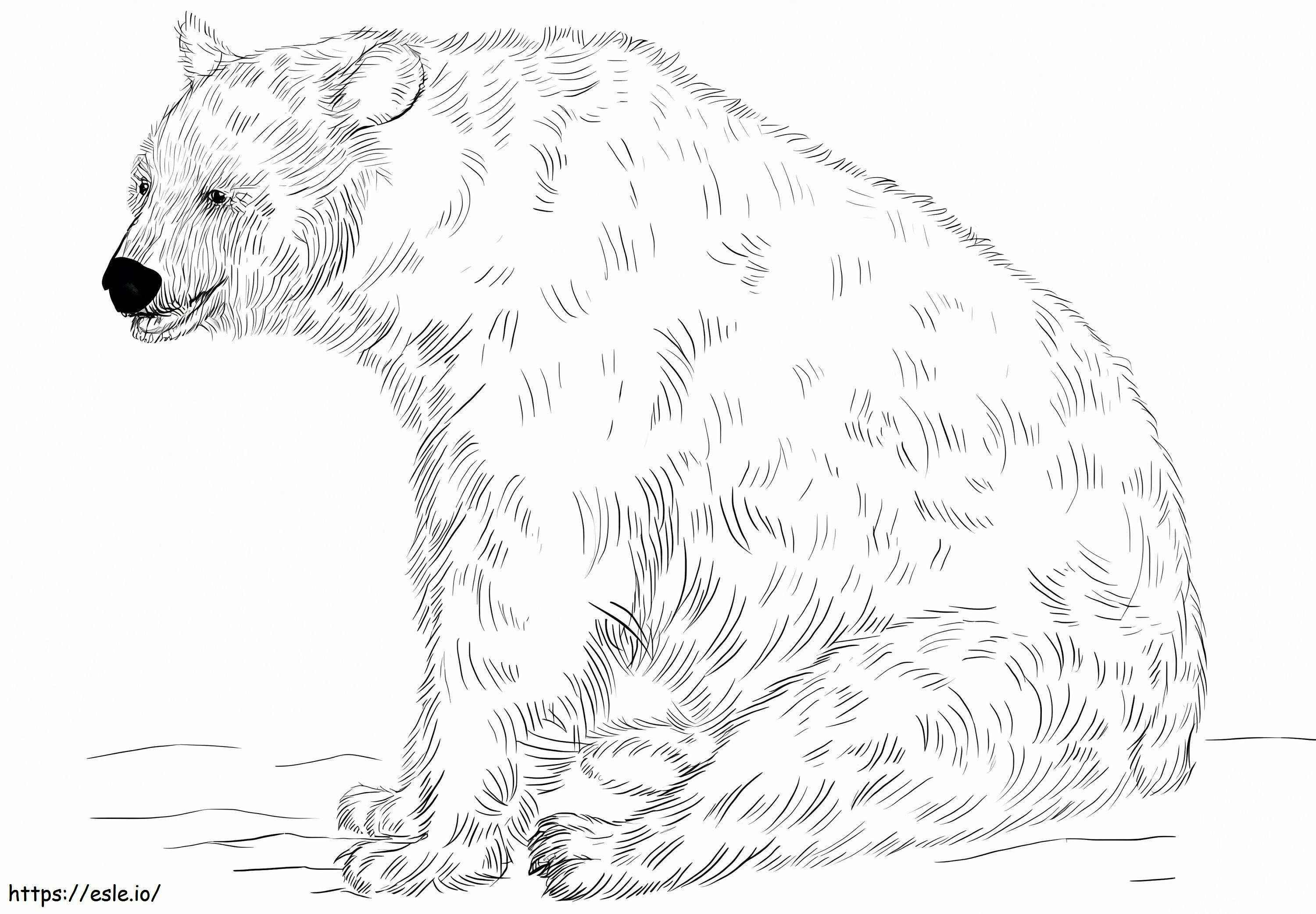 Black Bear Sitting coloring page