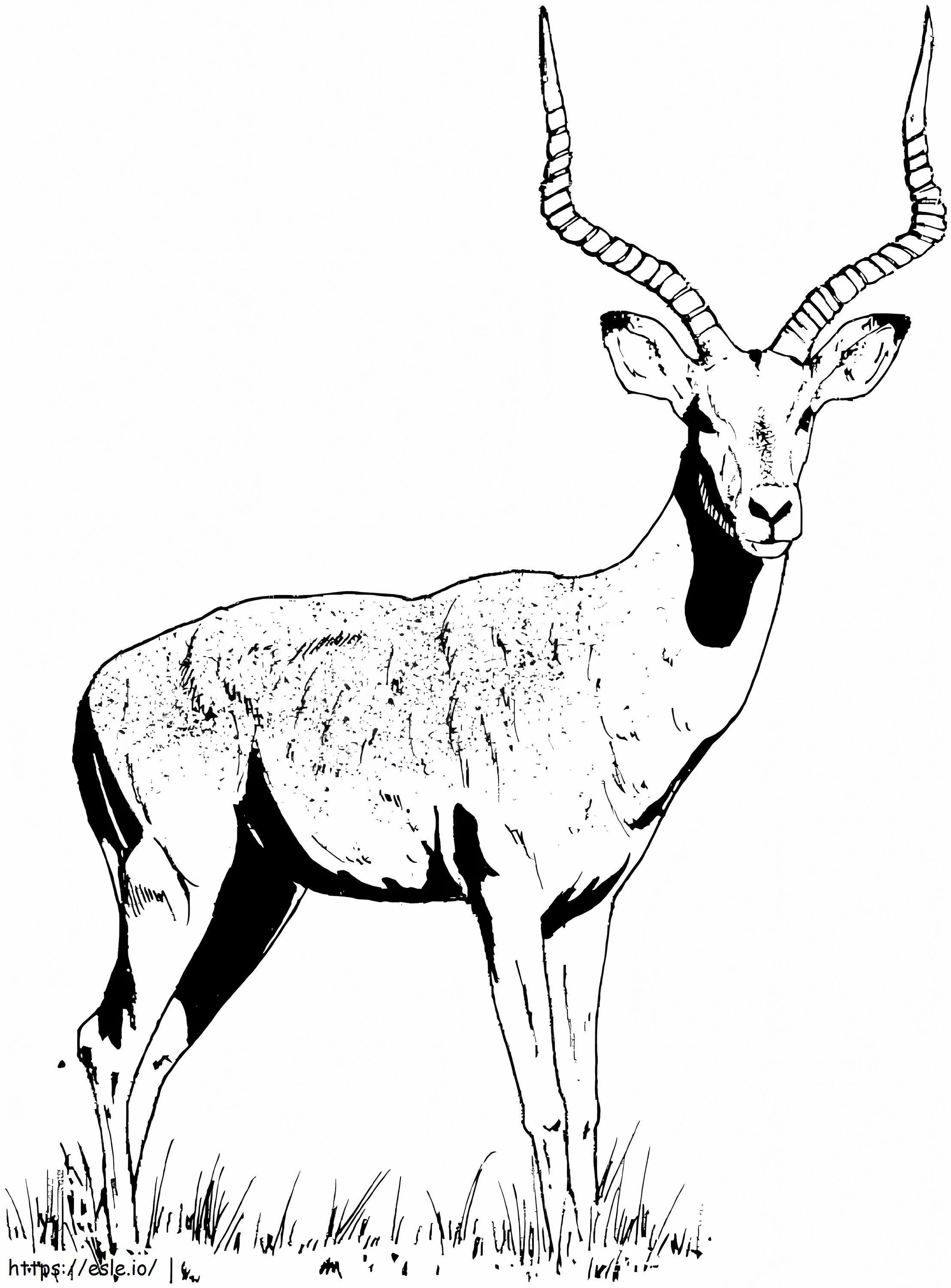 Impala-Gazelle ausmalbilder
