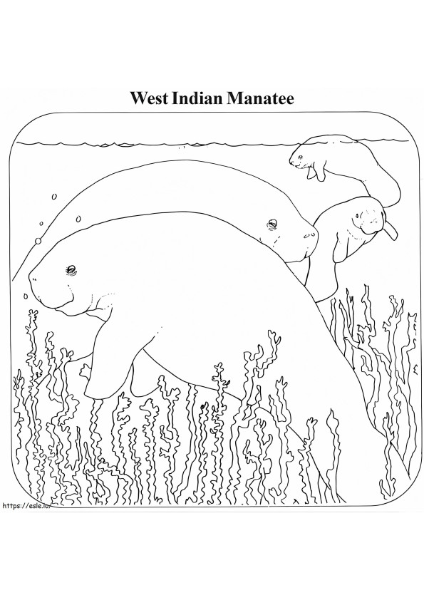 West Indian Manatee coloring page