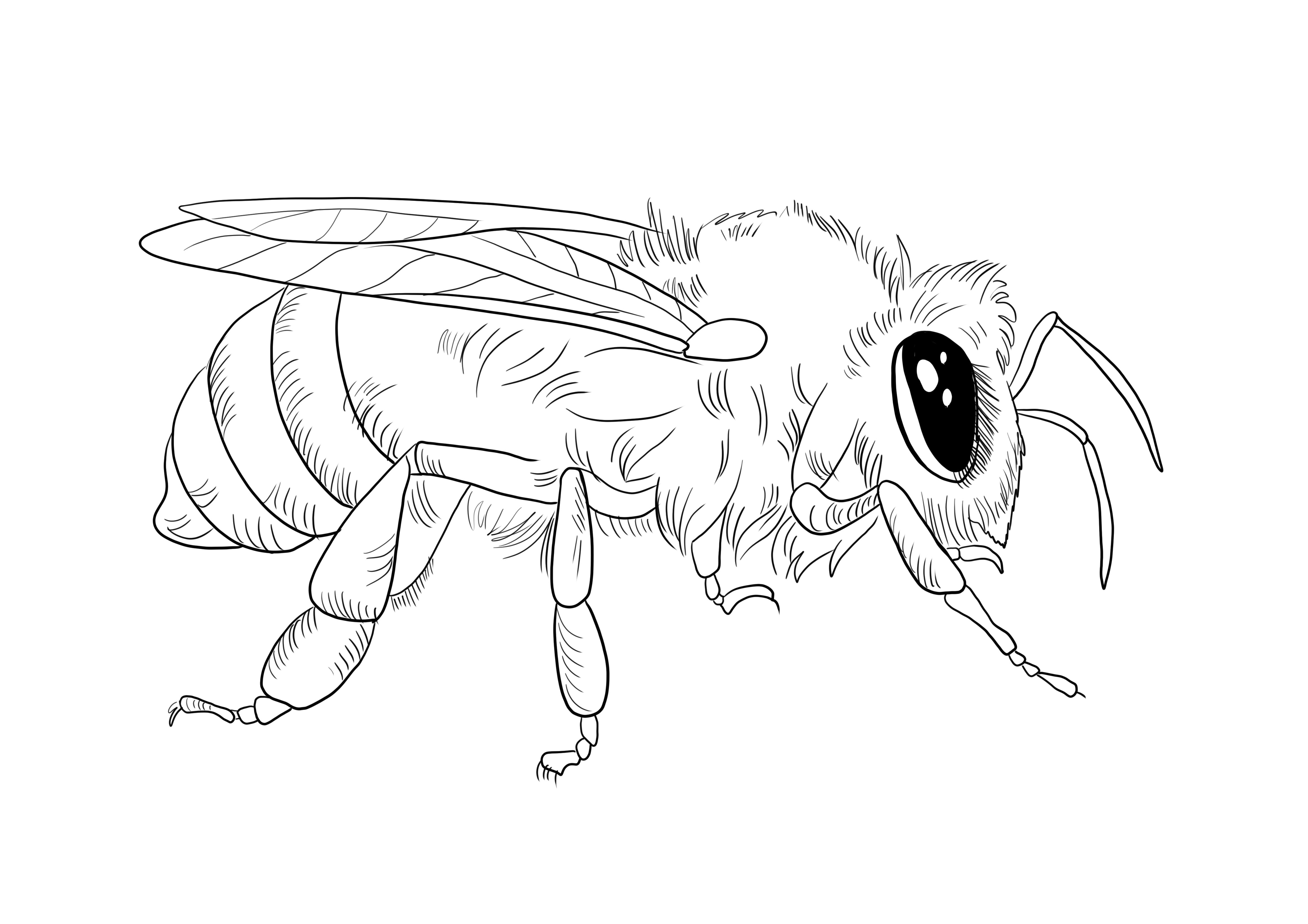Honey bee to color and print or download for free