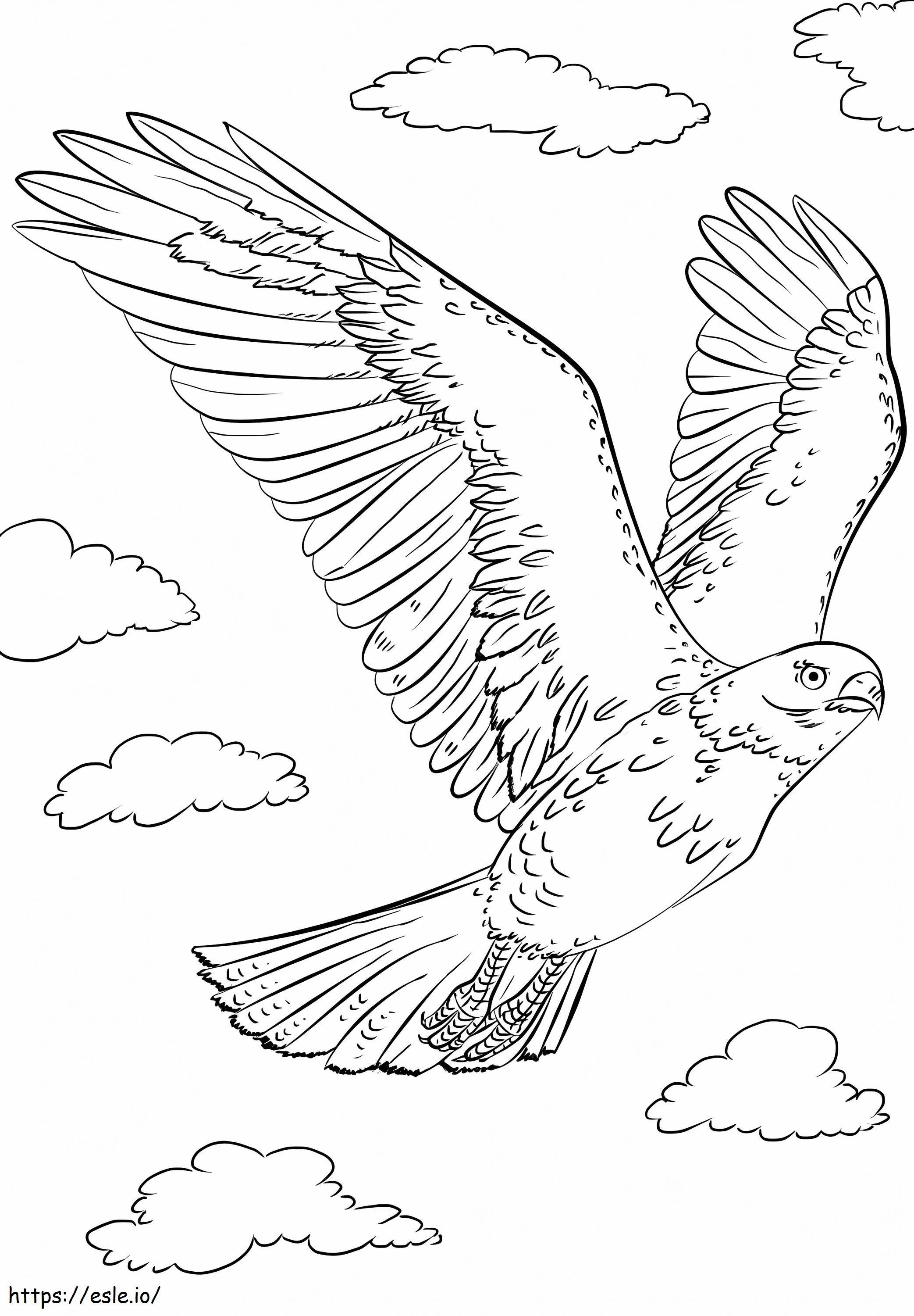 Red Tailed Hawk värityskuva