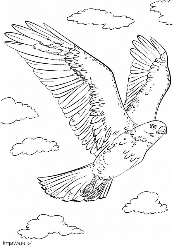 Coloriage Faucon à queue rouge à imprimer dessin