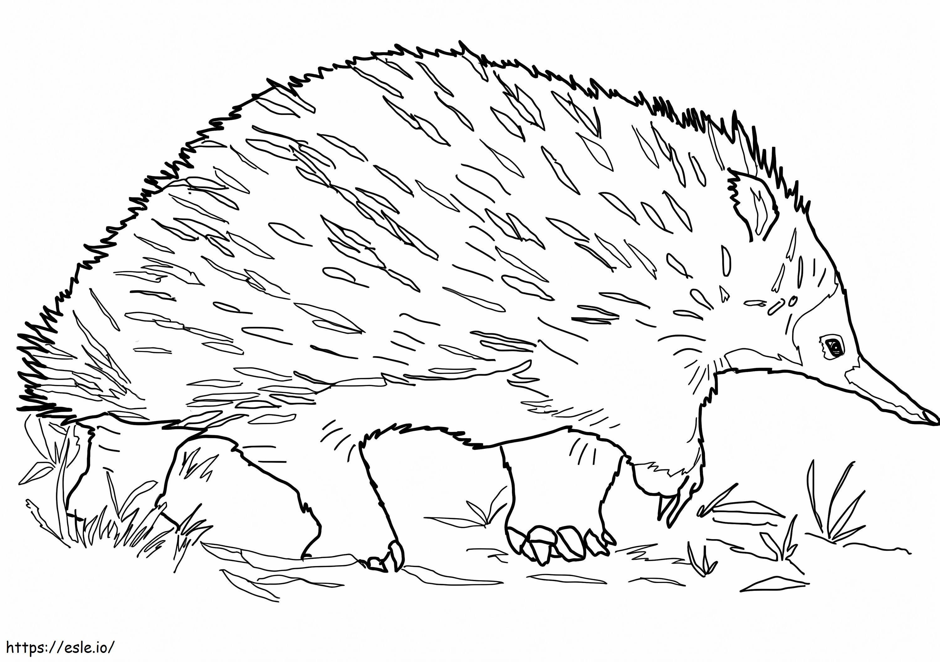Walking Echidna coloring page