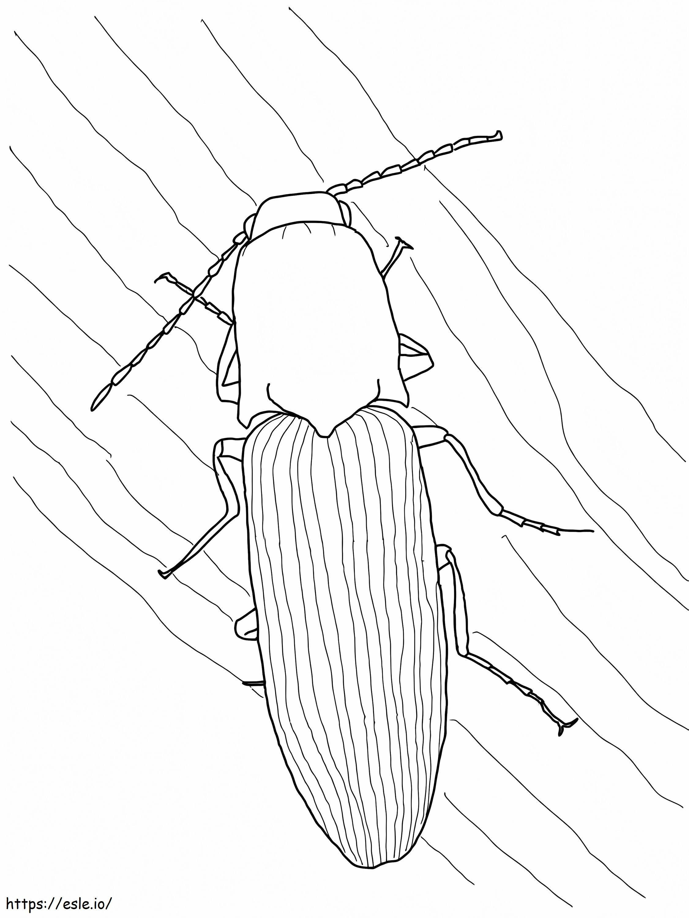 Click Beetle coloring page