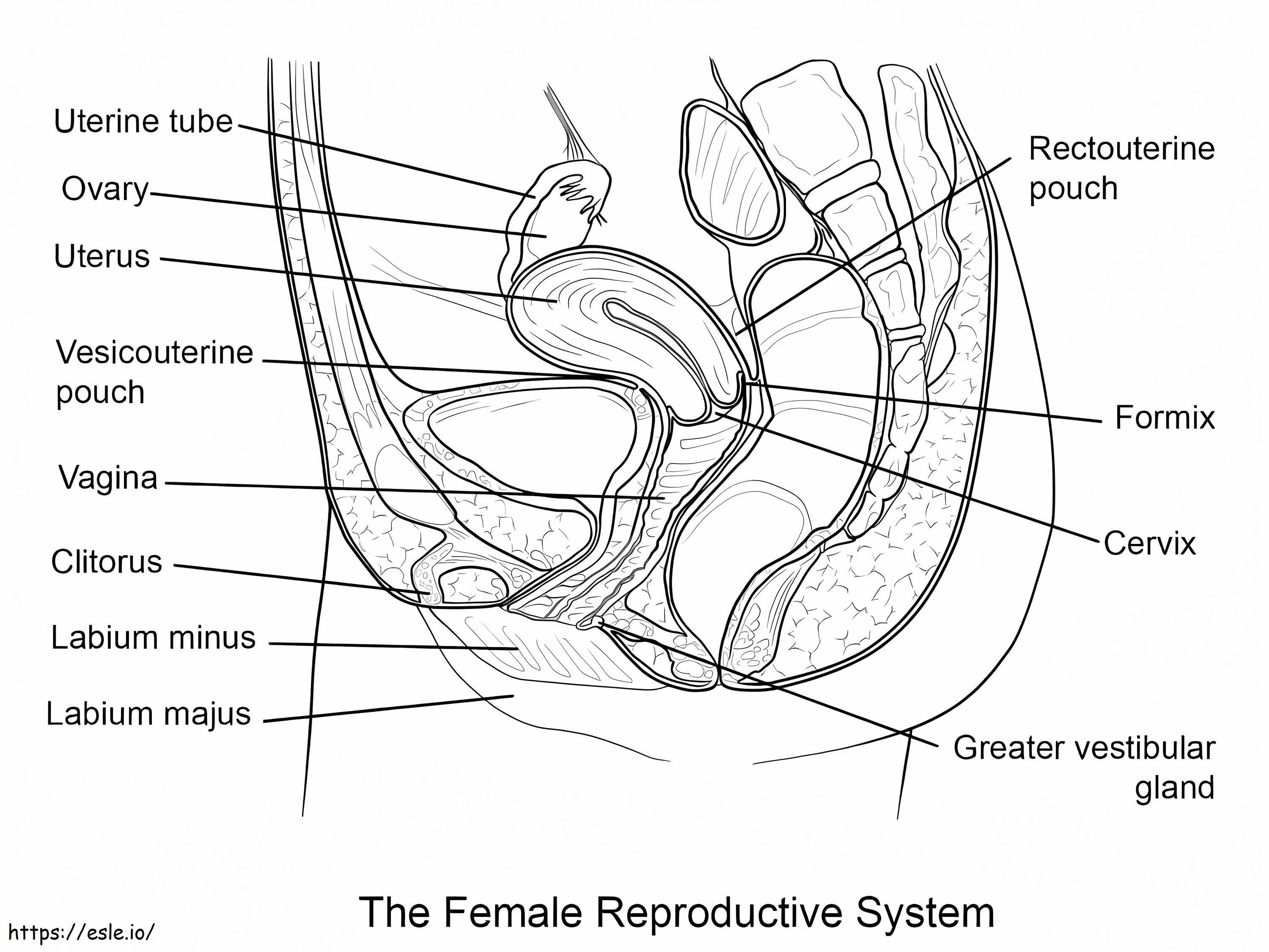 Sistema reproductivo femenino para colorear