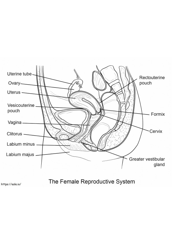 Sistema reprodutivo feminino para colorir