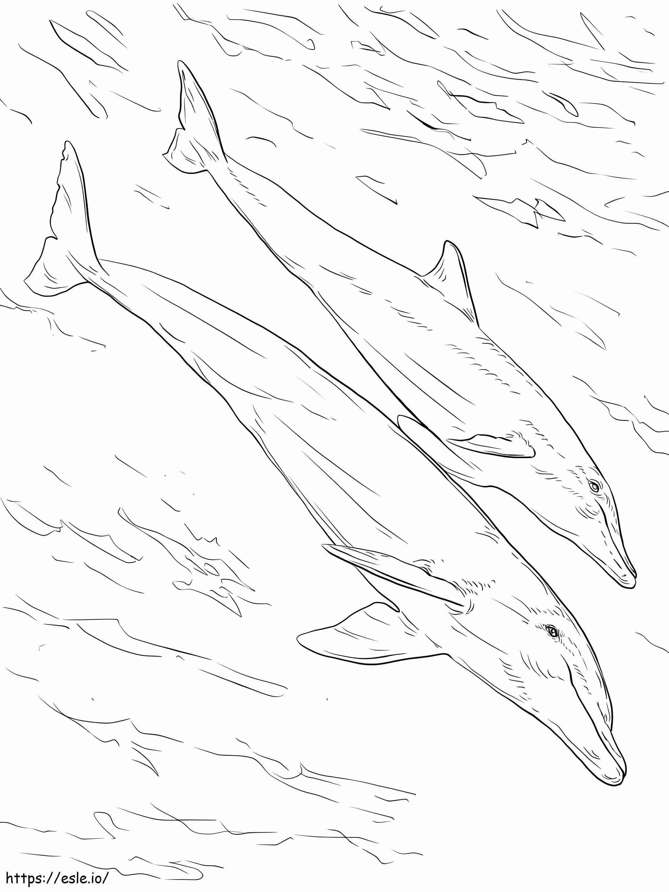 Tursiops Mother And Her Young coloring page