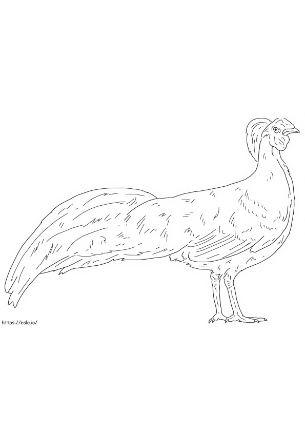 Imperial Pheasant coloring page