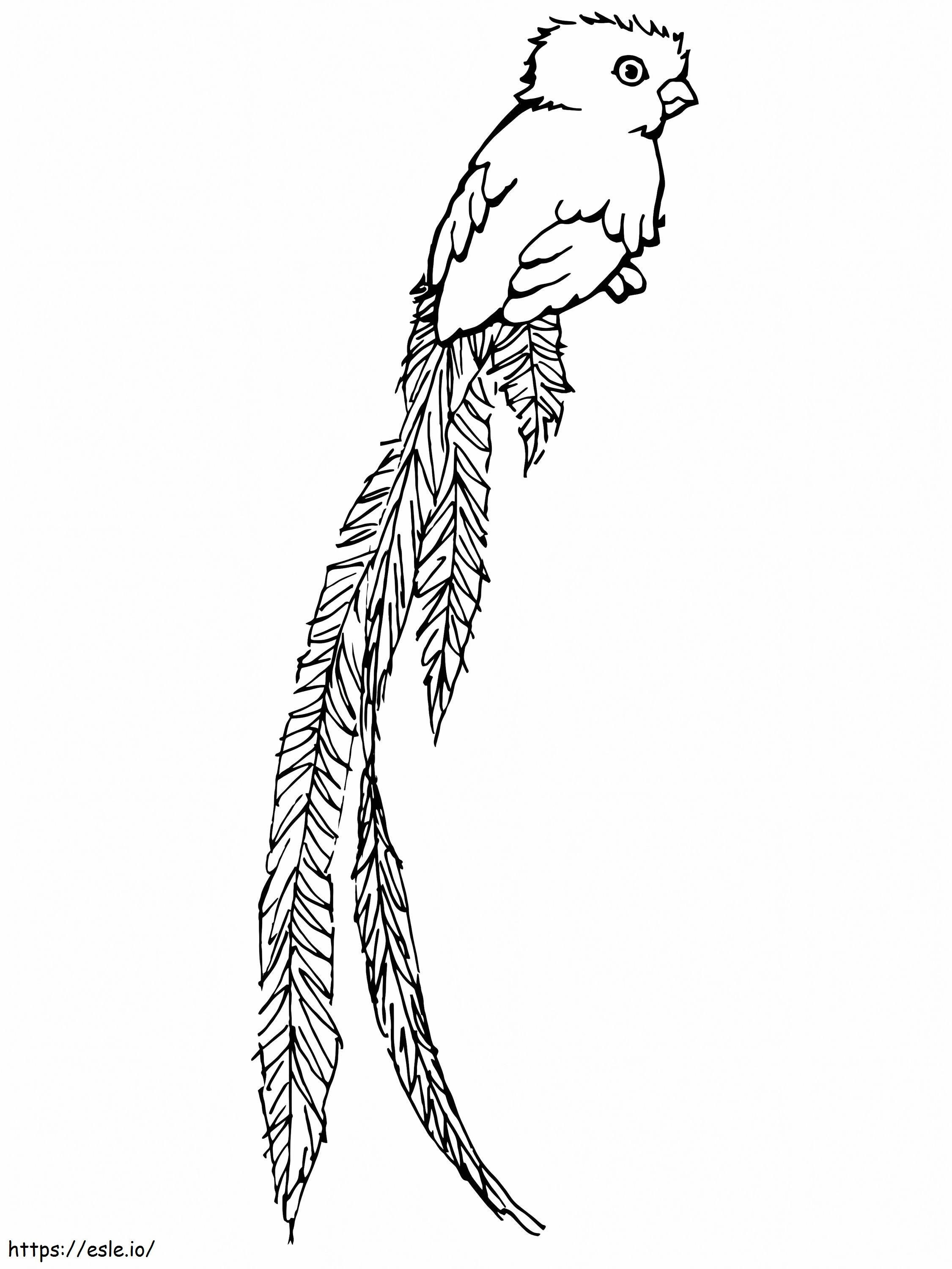 Quetzal Bird Of Paradise coloring page
