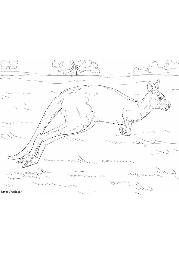 Realistyczny kangur kolorowanka