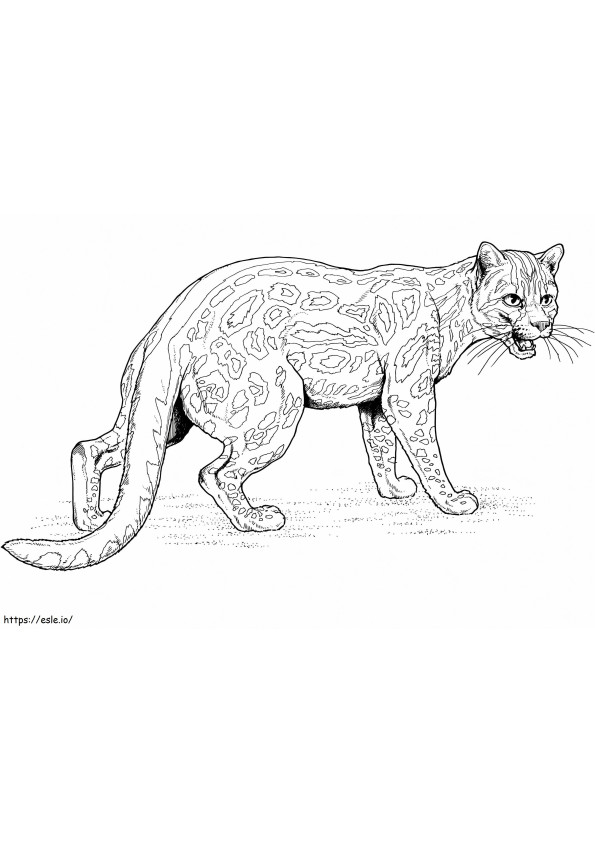 Angry Ocelot coloring page
