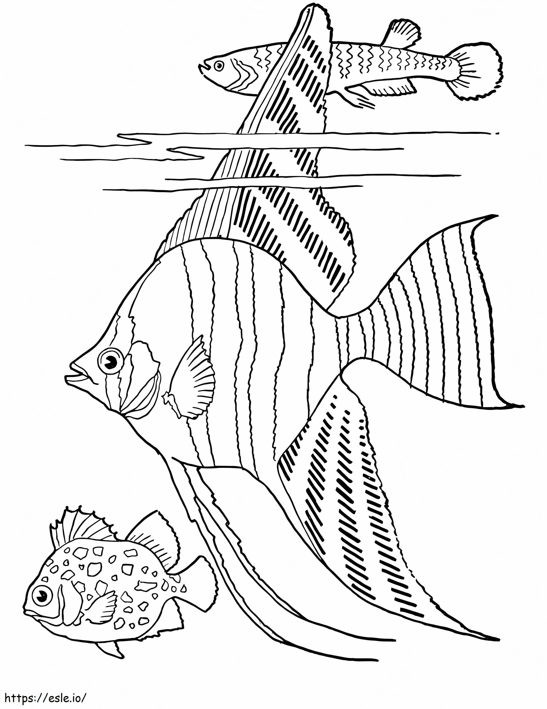 普通の魚3匹 ぬりえ - 塗り絵