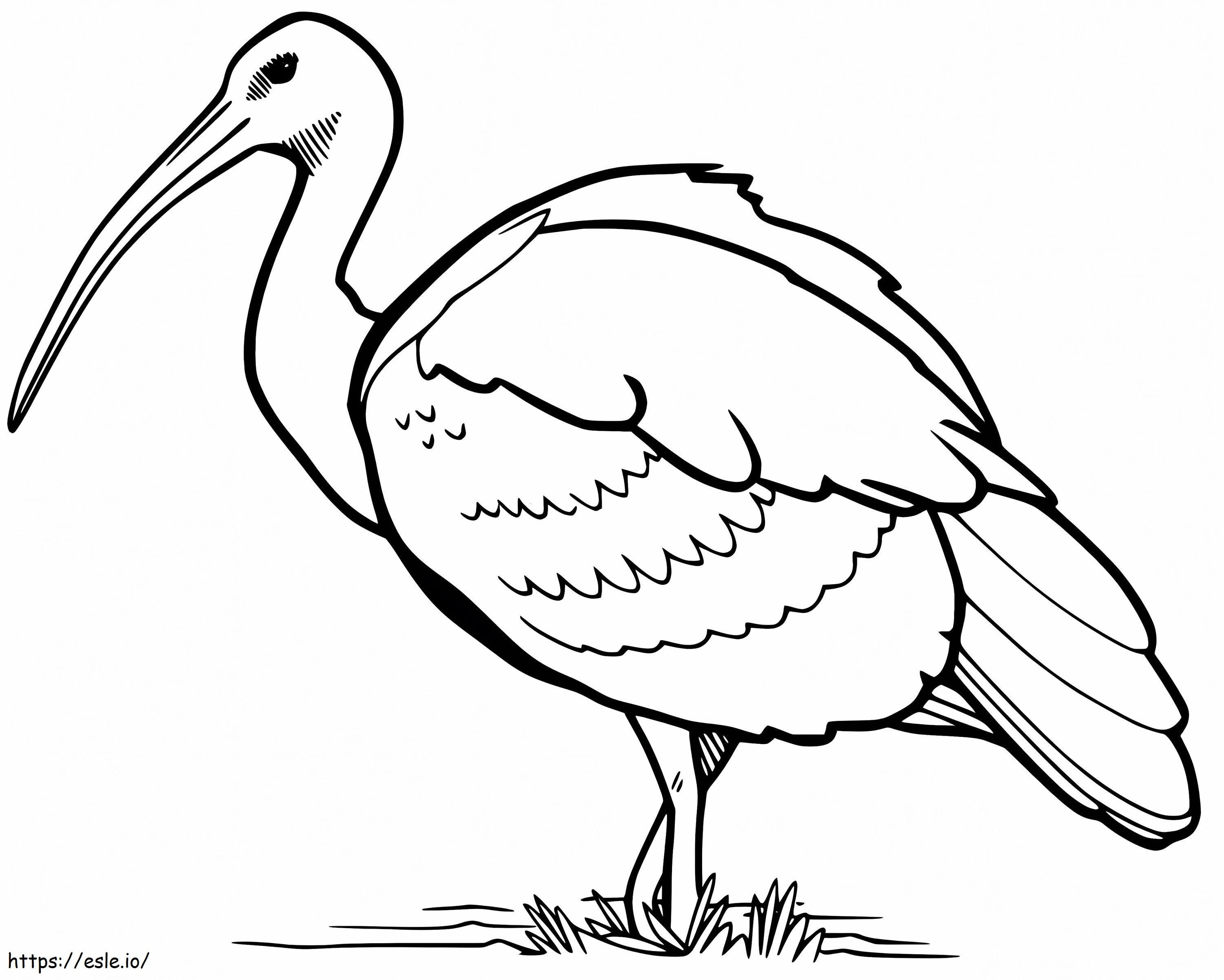 Coloriage Ibis imprimable à imprimer dessin