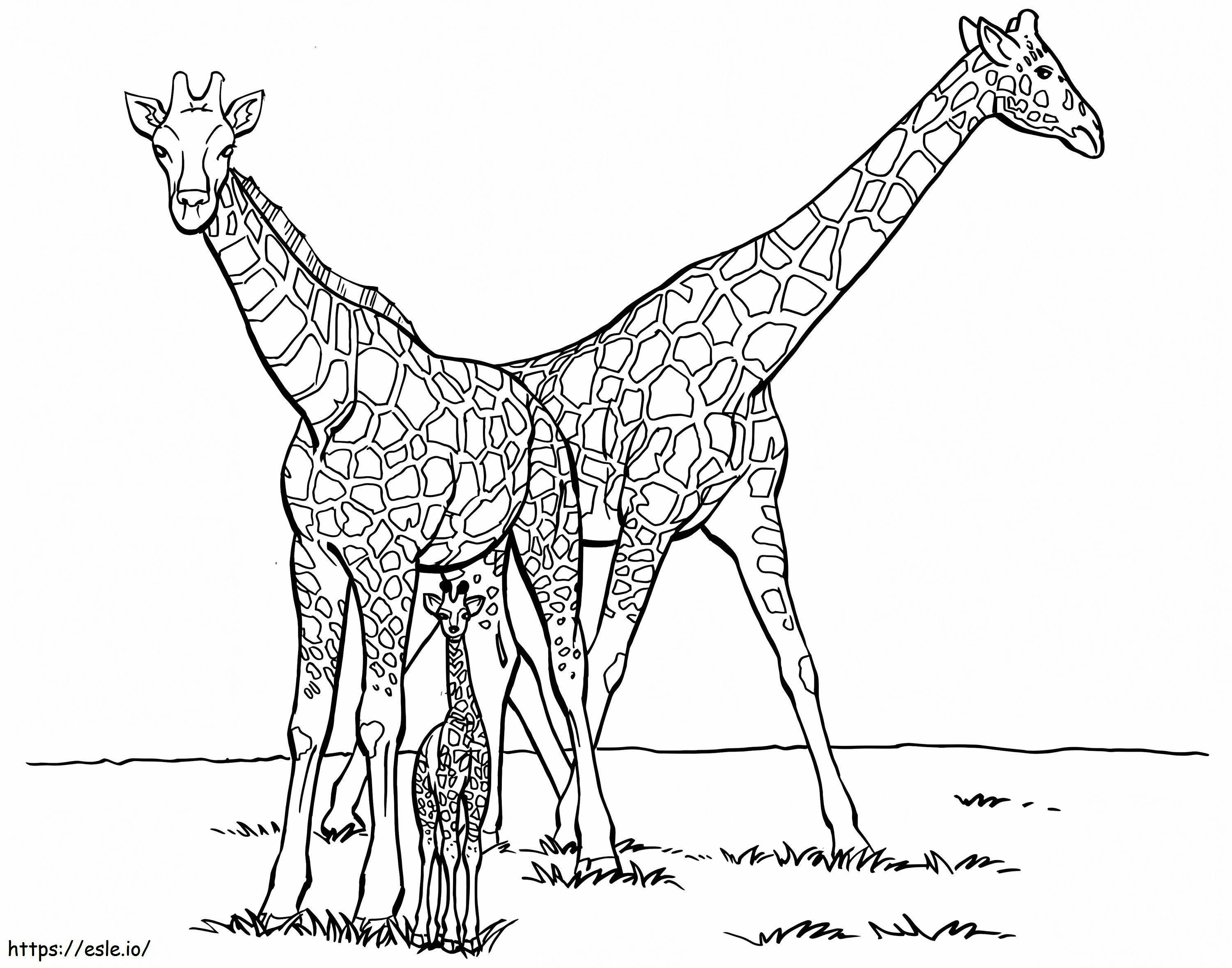 Giraffa di famiglia da colorare