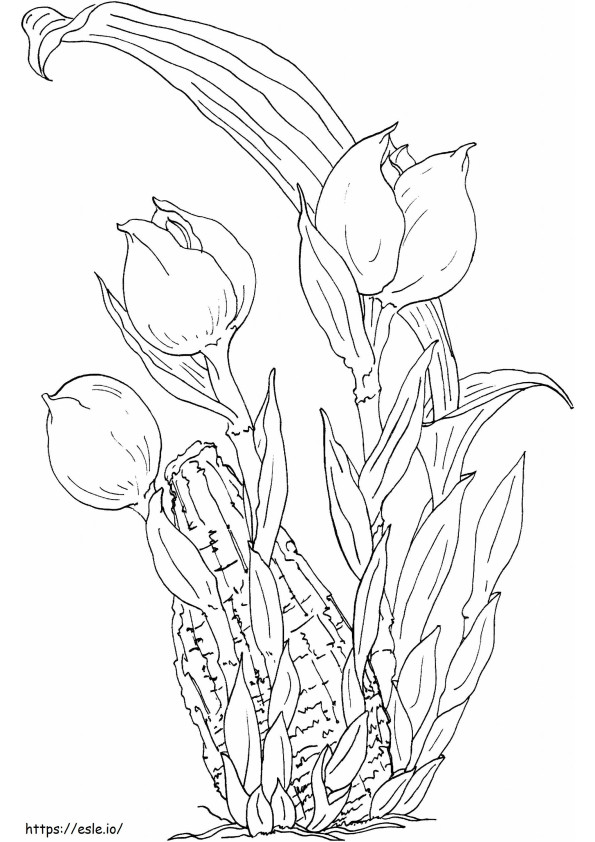 Tulip Berskala Besar Gambar Mewarnai
