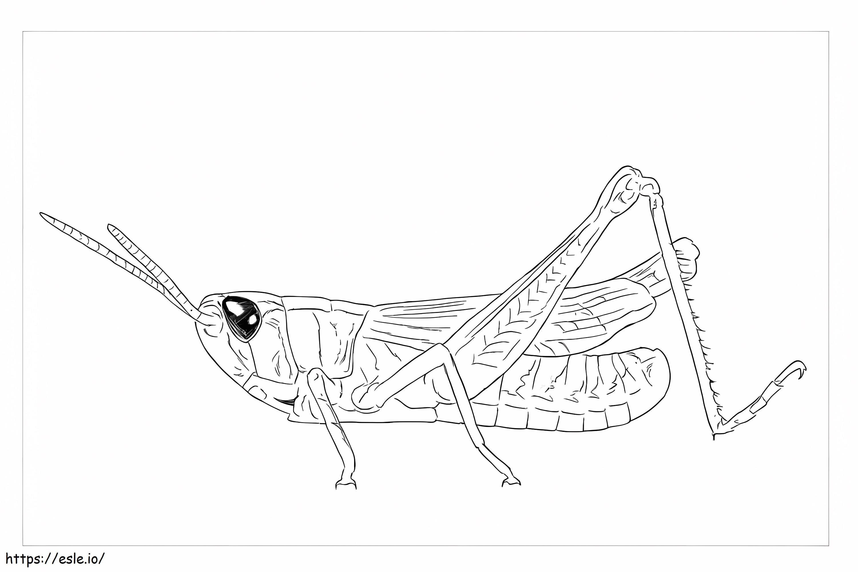 Prairie Grasshopper coloring page