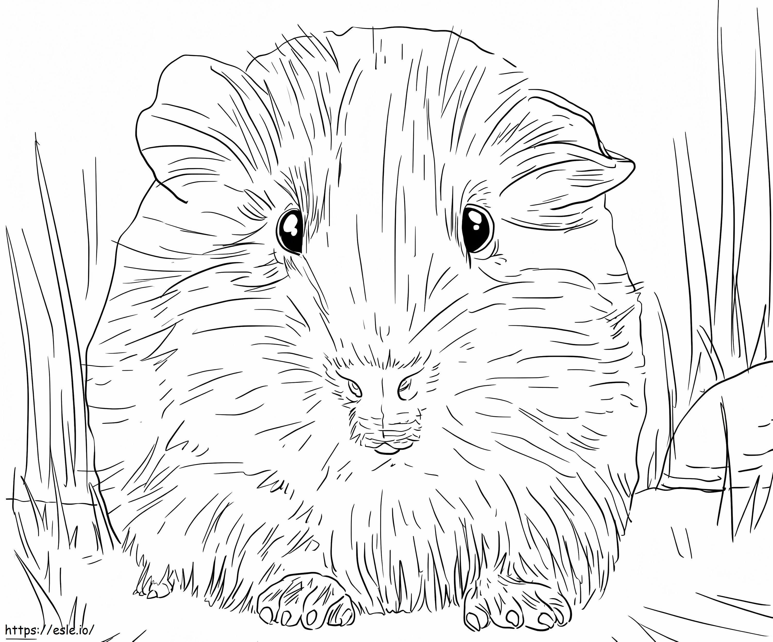 guinea-pig-portrait-coloring-page