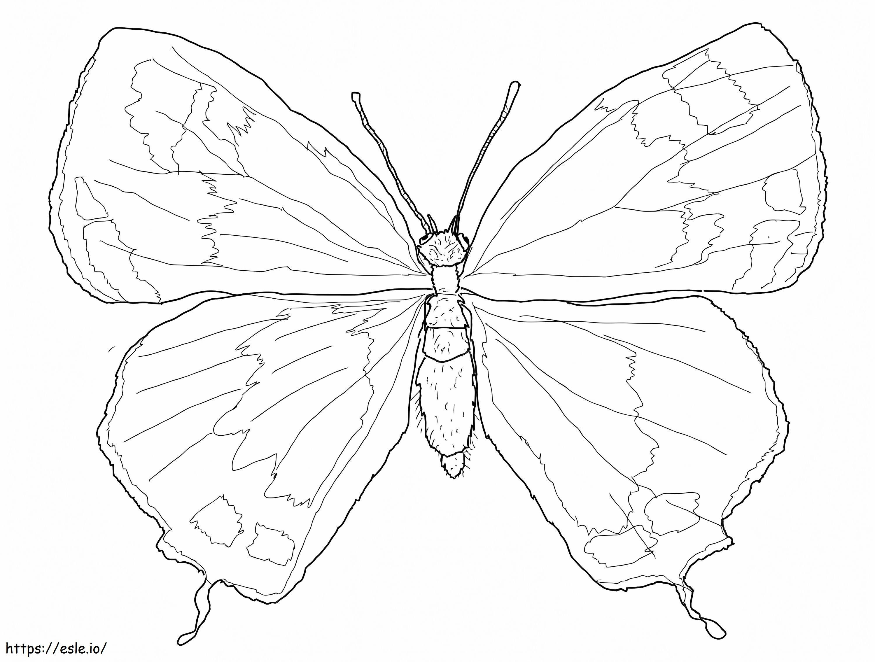 Kupu-kupu Gaya Rambut Colorado Gambar Mewarnai