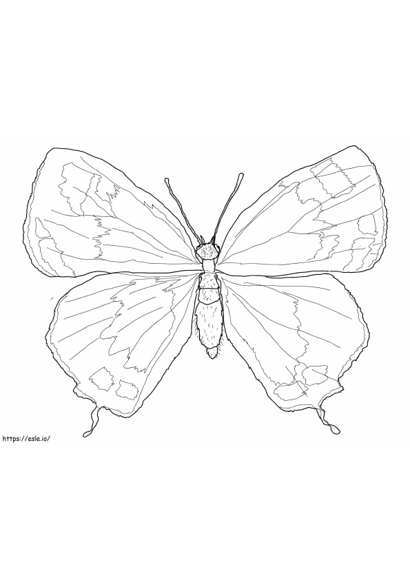 Colorado Hairstreak Butterfly värityskuva