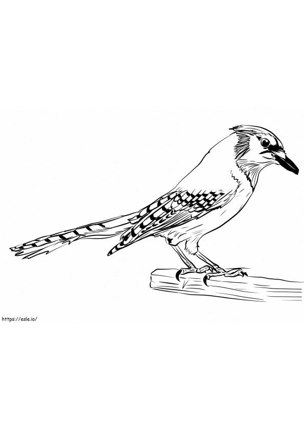 Free Blue Jay coloring page