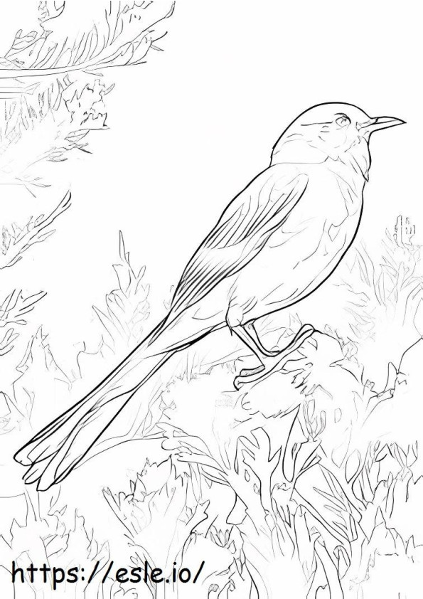 Northern Mockingbird Perched coloring page