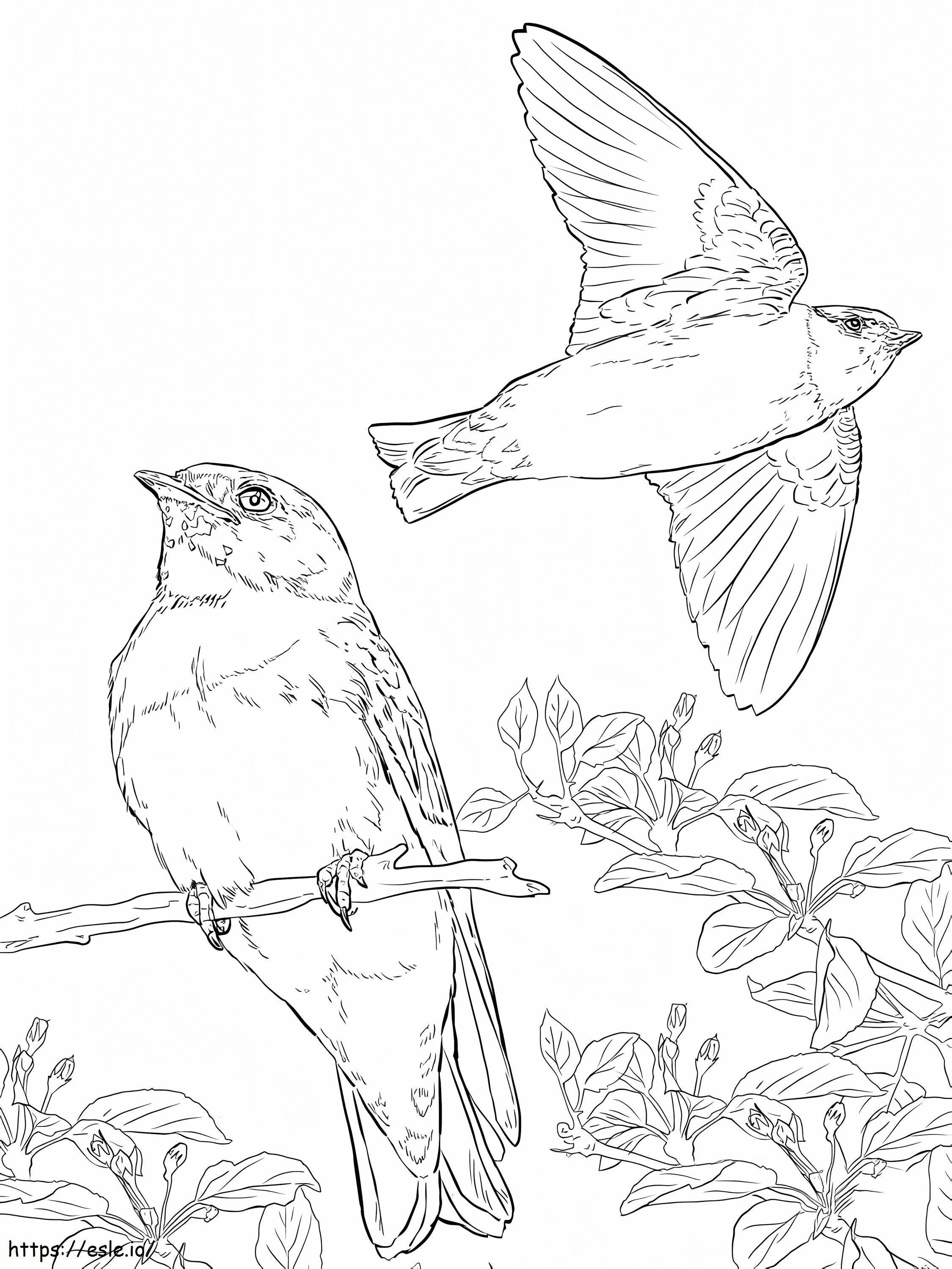 Cliff Swallows coloring page