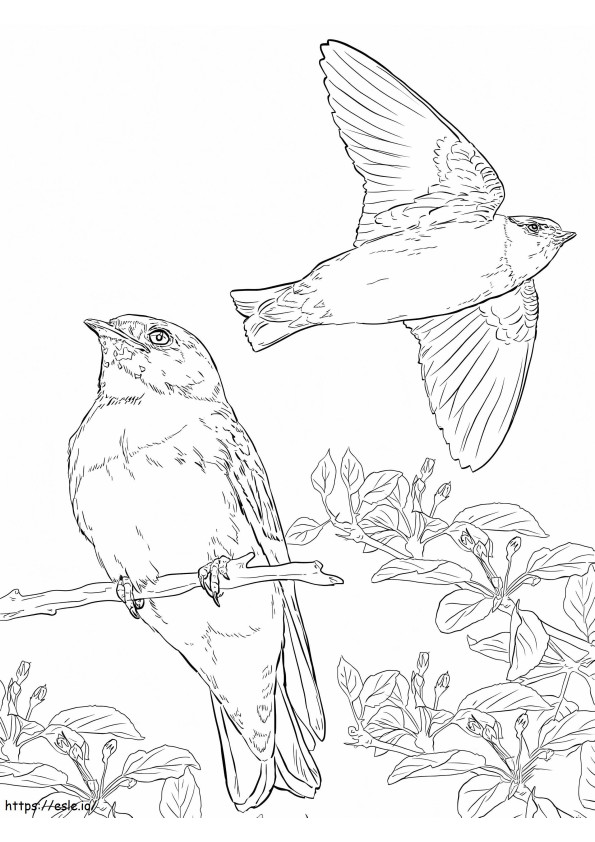 Cliff Swallows coloring page