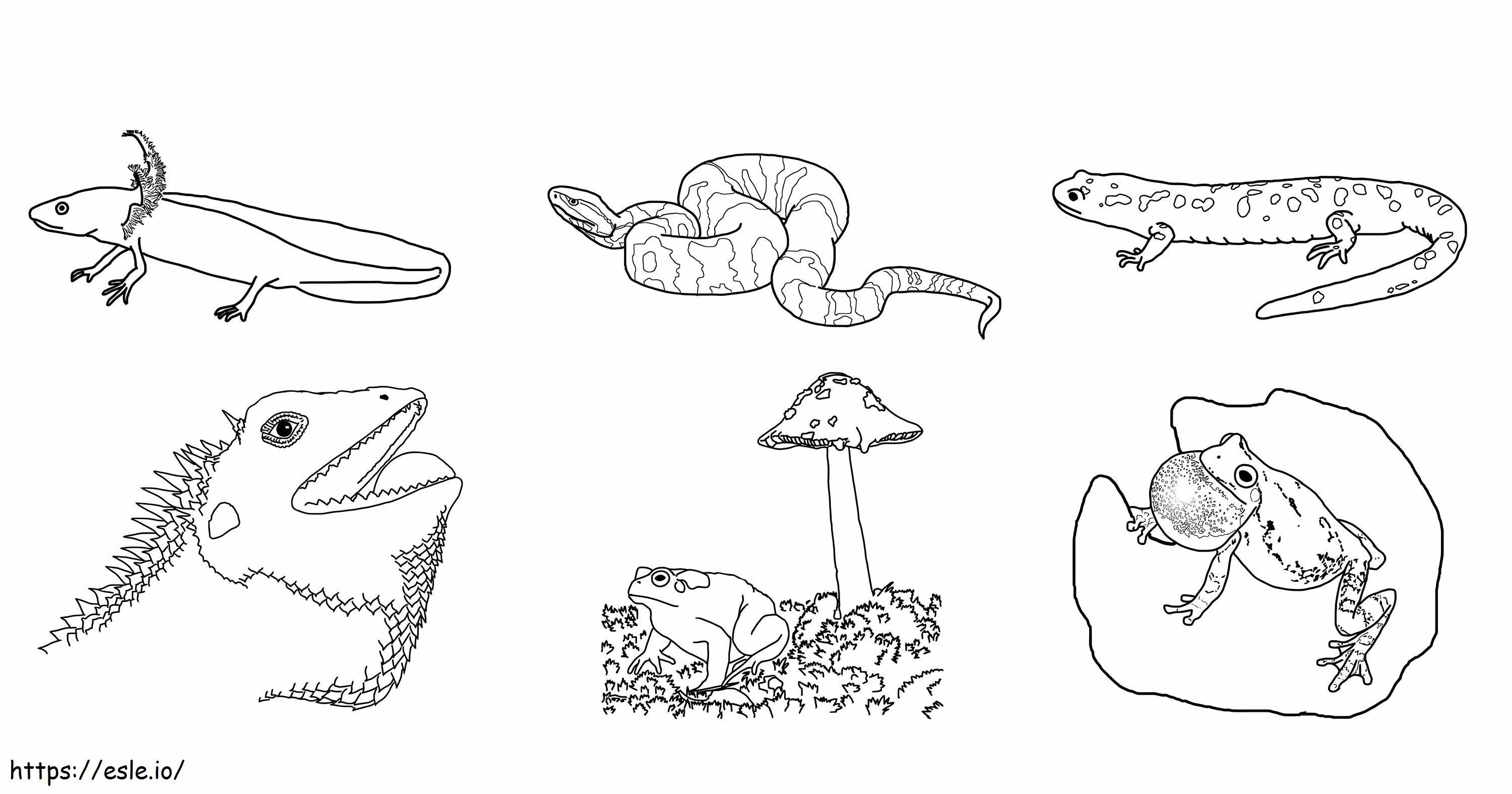 Six Amphibians coloring page