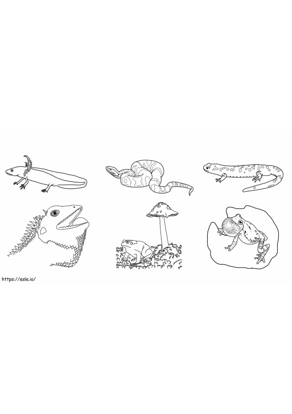 Sechs Amphibien ausmalbilder