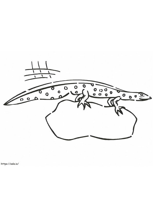 Newt Amphibian coloring page