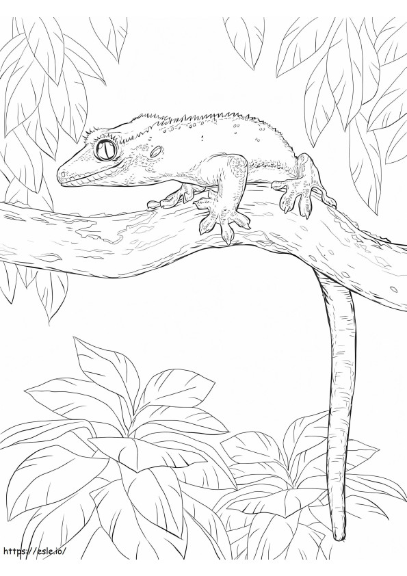Gecko crestado en un árbol para colorear