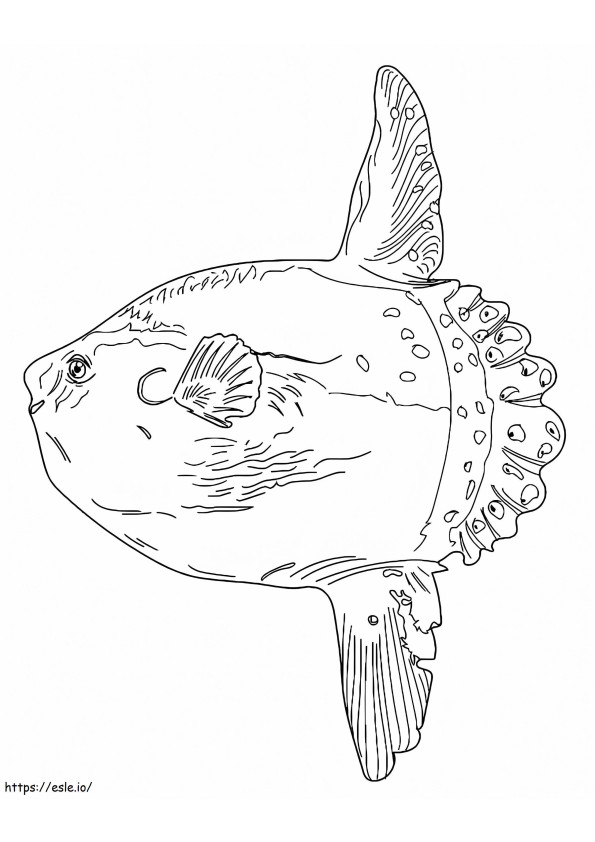 Realistic Sunfish coloring page