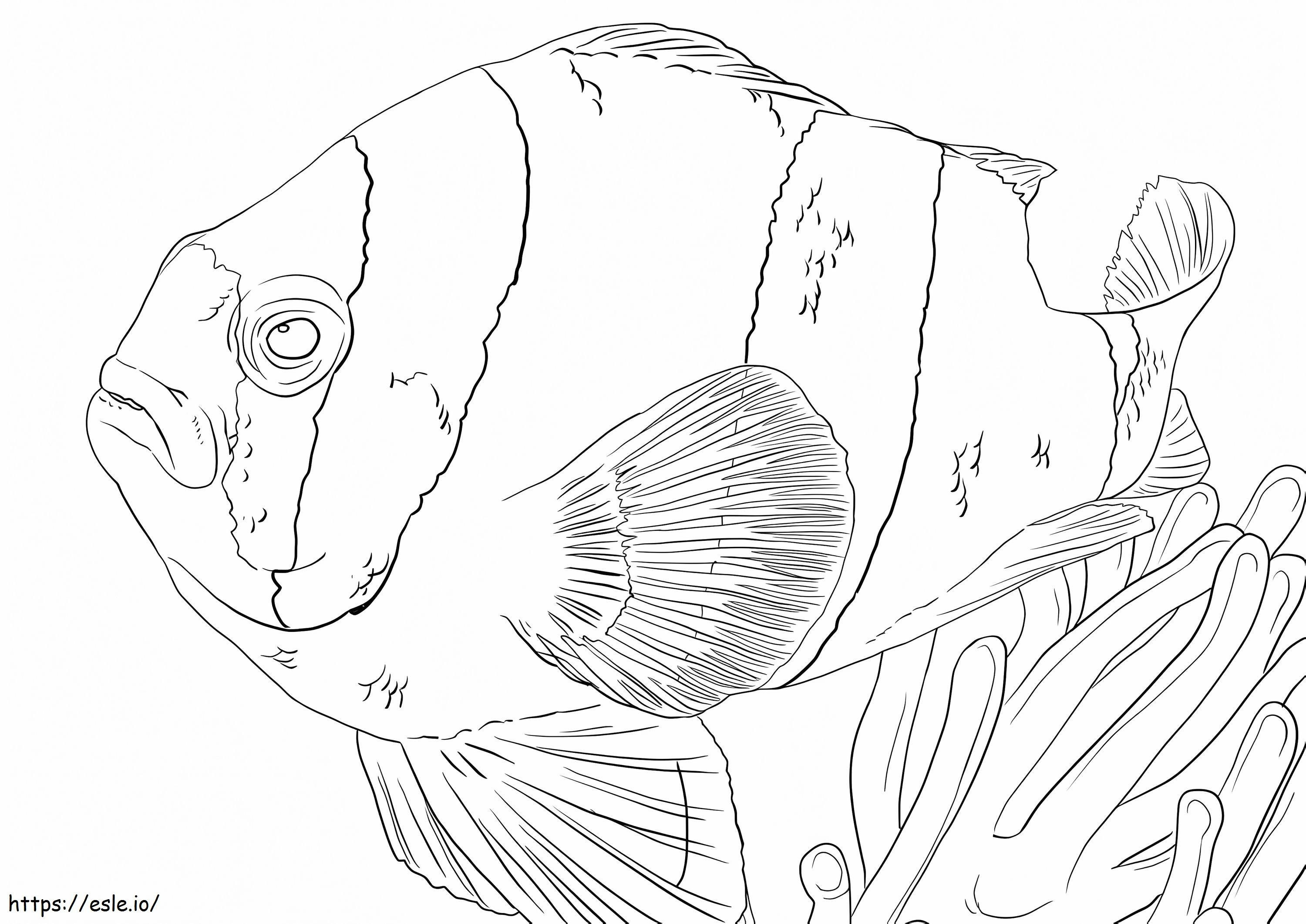 Clarks Anemonefish coloring page
