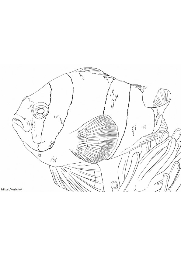 Clarks Anemonefish coloring page