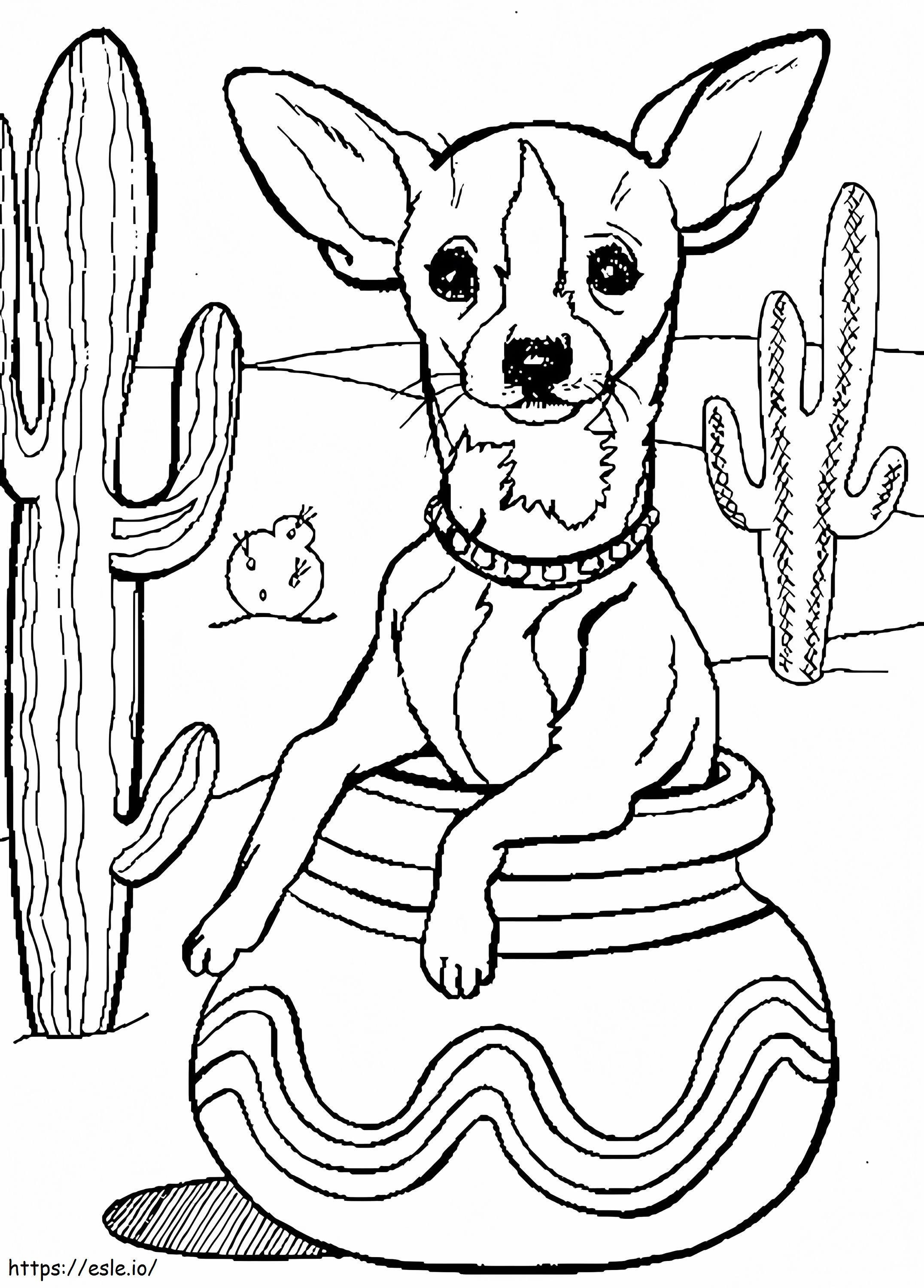 Chihuahua a sivatagban kifestő
