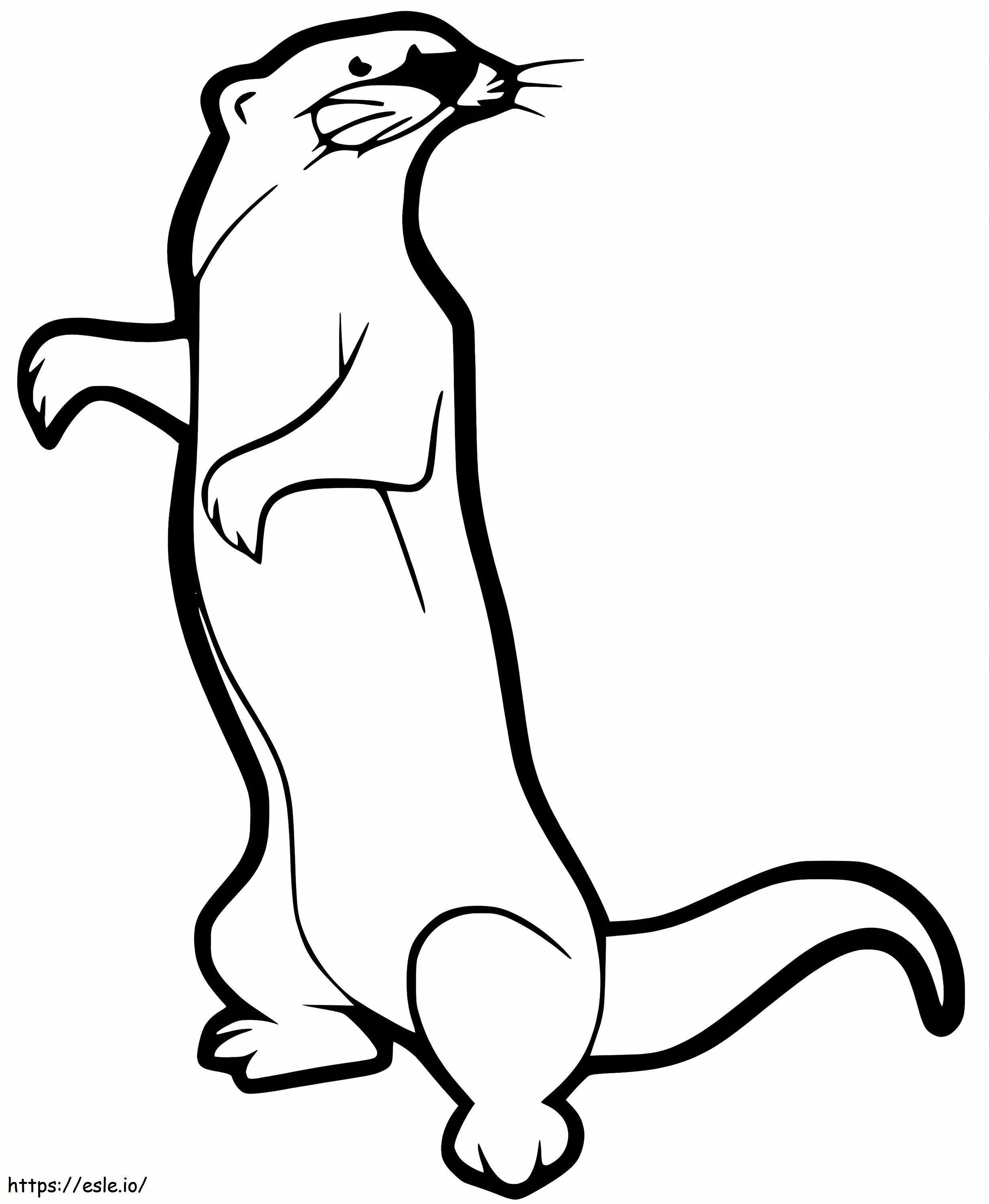 Ferret 3 coloring page