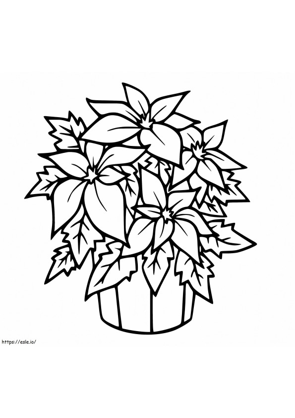 Coloriage Fleur de poinsettia pour Noël à imprimer dessin