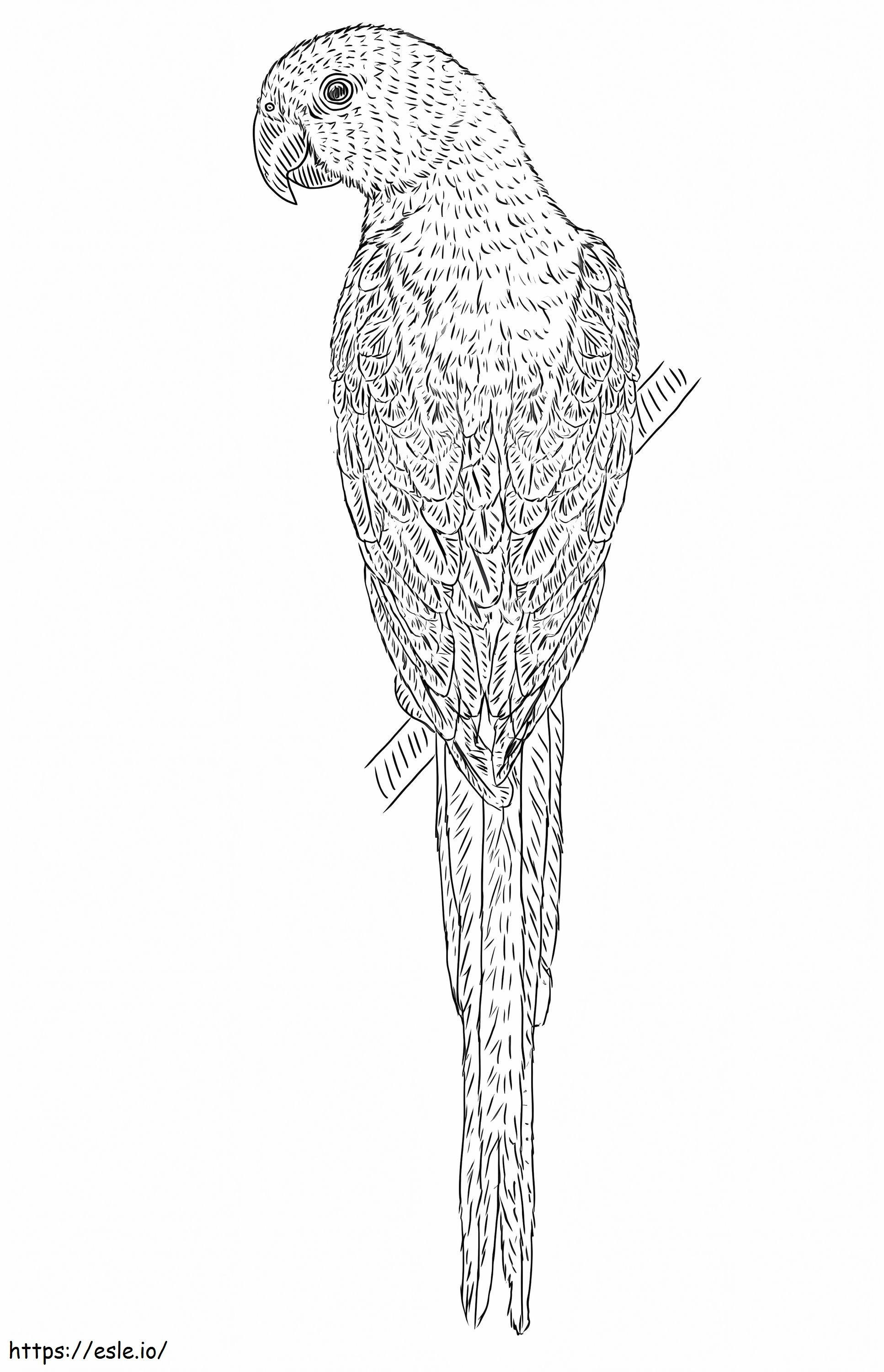 Blue Winged Parakeet coloring page