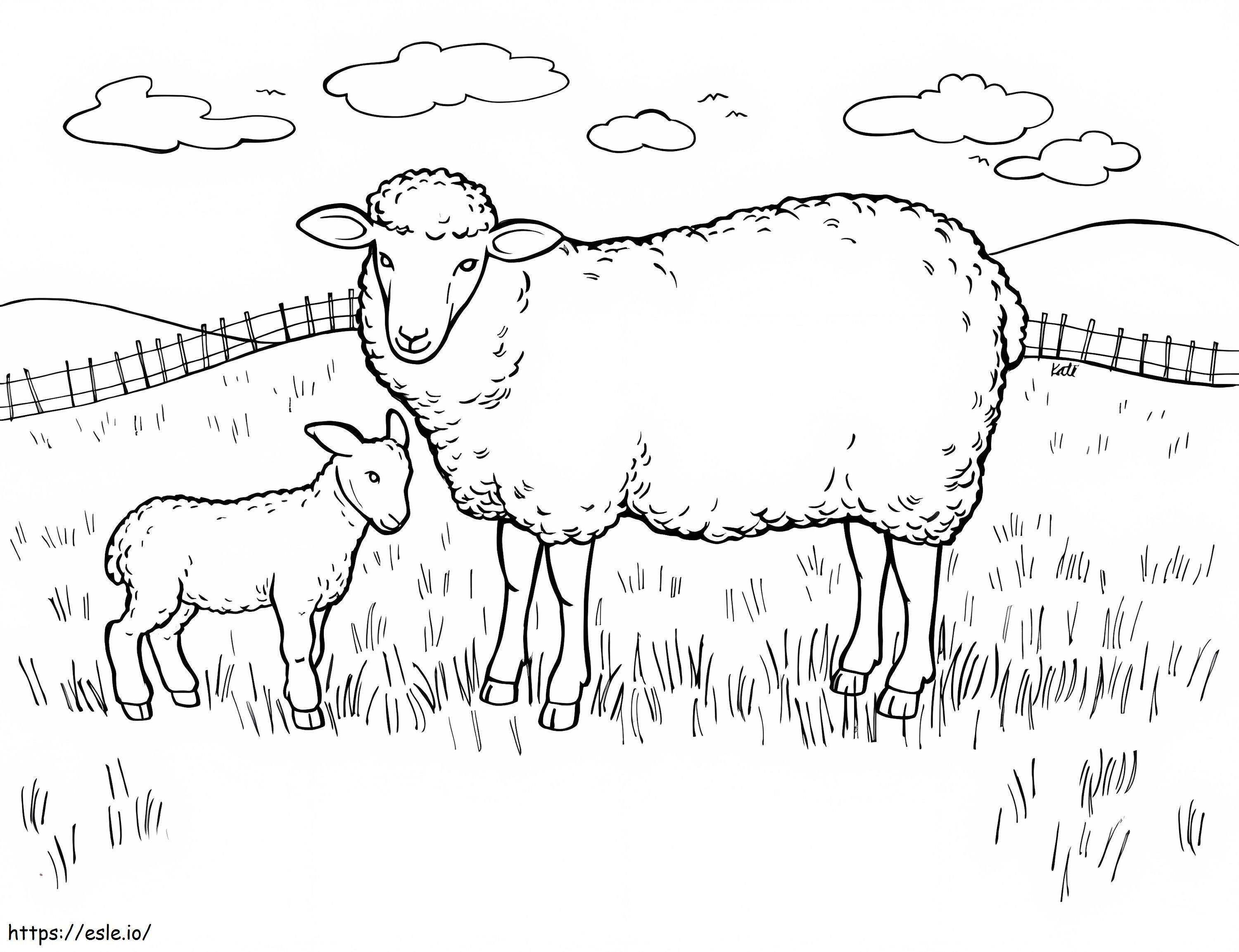 Mãe ovelha e pequena ovelha para colorir