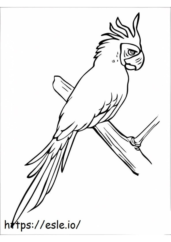 Macaw yang menggemaskan Gambar Mewarnai